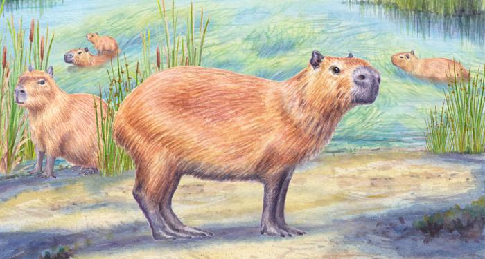 Capybaras in the Atacama Desert 